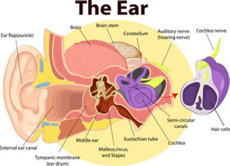Ear Hurts When I Yawn Causes And Cures
