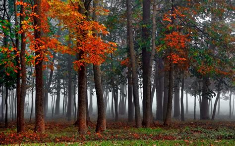 Mist Autumn Forest Wallpapers Hd Desktop And Mobile Backgrounds