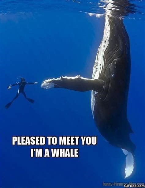 Funny Quotes About Whales Quotesgram