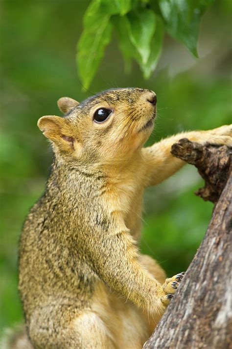 Eastern Fox Squirrel Sciurus Niger Photograph By Larry Ditto Pixels