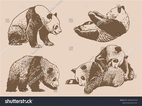Vintage Vector Set Pandas Graphical Illustration Stock Vector Royalty