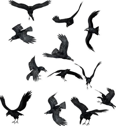 Bird Common Raven Clip Art Ravens Png Transparent Png Full Size