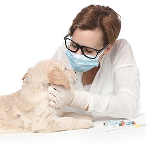 Pet doctors of america's animal hospitals provide a veterinary experience unlike any other. Pet Euthanasia Service Jacksonville FL - End of Life Care ...
