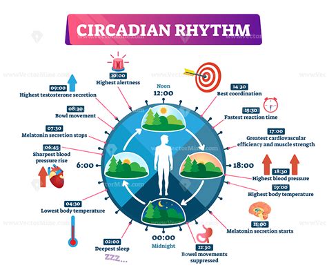 Circadian Rhythm Vector Illustration Infographic Vectormine