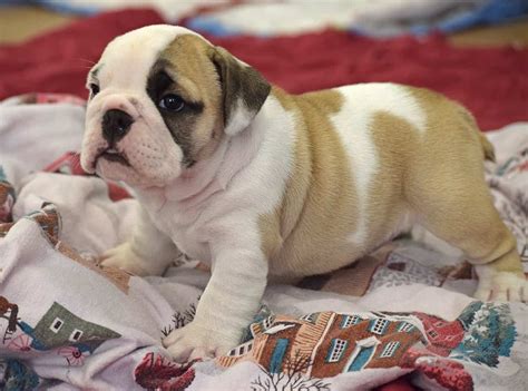 Mum is health tested hc dm clear and dad is. fawn chocolate english bulldog puppy for sale