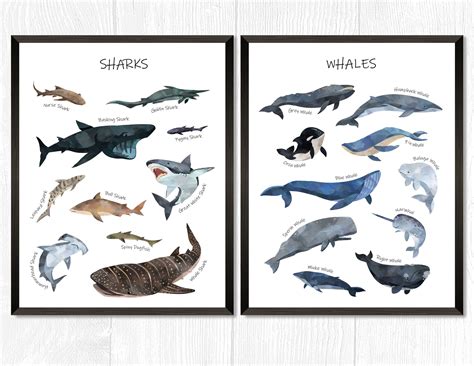 Sharks And Whales Species Print Set Of 2 Watercolor Chart Etsy