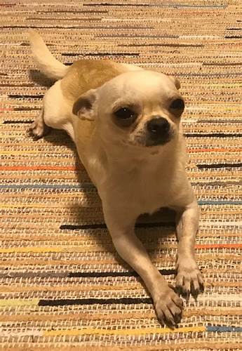 Как сбросить вес у чихуахуа