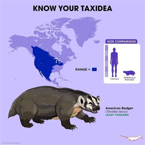 Know Your American Badger Зоология Животные Живность