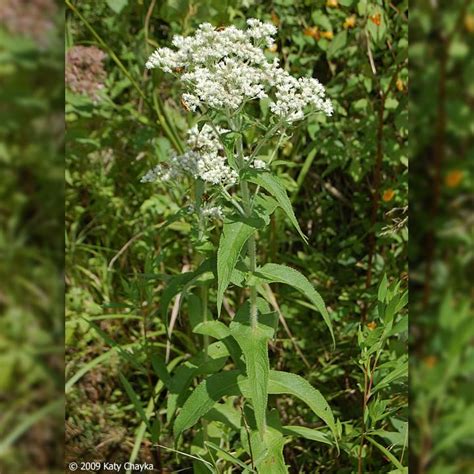 Common Boneset Plant It Wild Native Michigan Plants Leaves