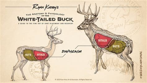 Shot Placement On White Tailed Deer An Artist S Guide Ryan Kirby Wildlife And Hunting Art