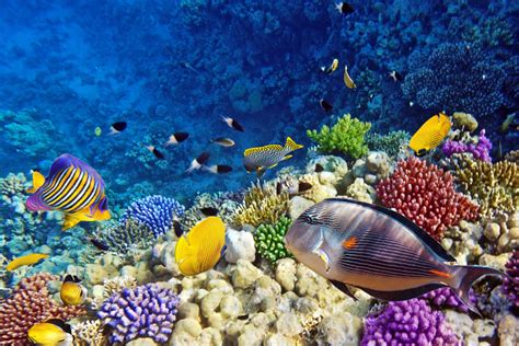 Dive Site Poseidon Reef Red Sea Egypt Scuba Diver Life