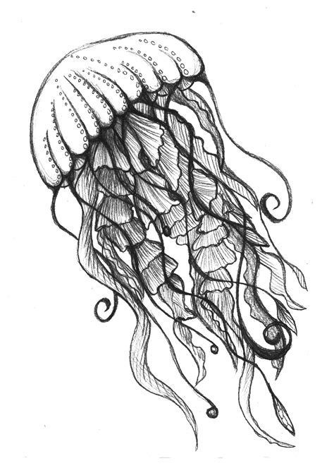 jellyfish drawing (made by Linda den Hollander) | Octopus drawing, Ocean drawing, Jellyfish drawing