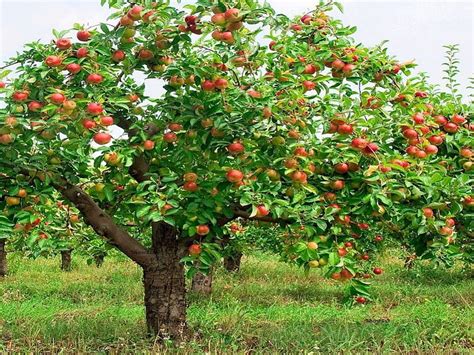 X Px P Free Download Apple Garden Apple Tree Apple Apple Tree Red Apples Garden