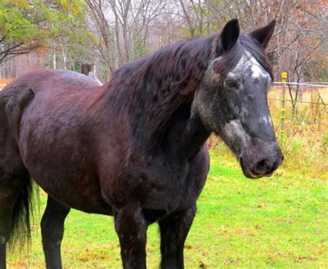Feeding the Older Horse - The Stock Market Country Store - Conyers