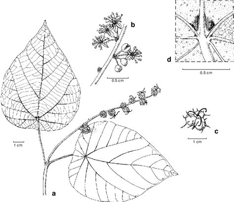 Mallotus Floribundus Blume Müllarg A Habit Of Pistillate Plant B