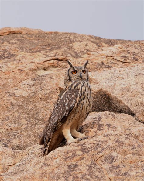 Ahead Of Telangana Polls Candidates Are Ordering Indian Eagle Owls