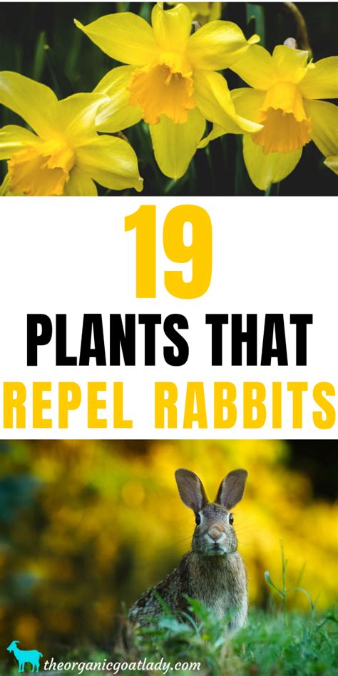 19 Plants That Repel Rabbits The Organic Goat Lady