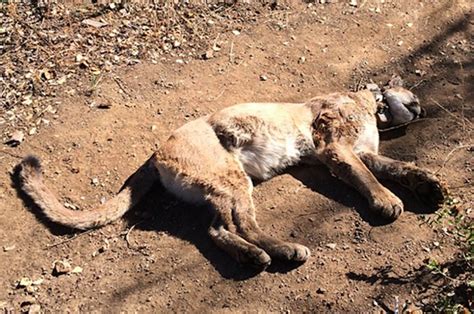 Another Mountain Lion Killed By Rodent Poison Near Los Angeles