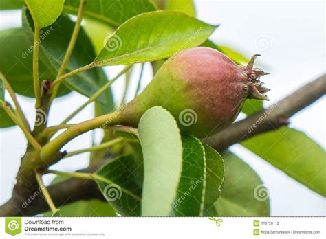 Small Green Fruit Of A Pear Tree Grows In The Garden Stock Photo