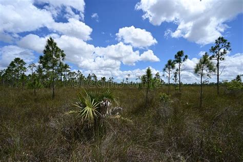 Mixed Sawgrass And Pinelands Environment In Everglades National Park