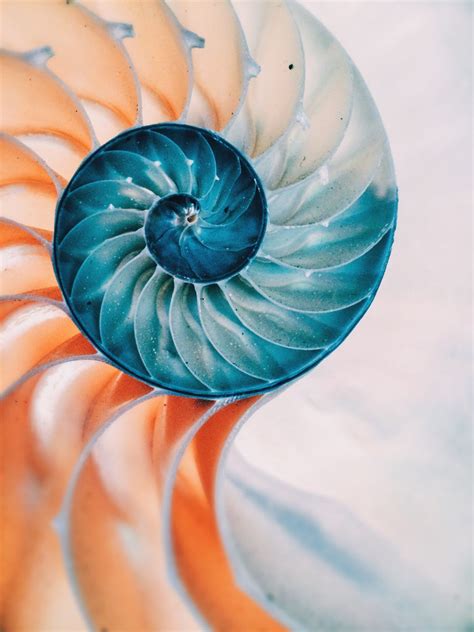 Close Up Of Nautilus Shell Seashells Photography Spirals In Nature
