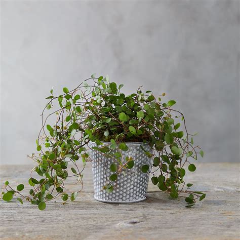 Root bridges is the best plant nursery to buy plants online, flower pots, bonsai plants, flower plants, succulent plants, indoor plants etc. Buy indoor plants online at these stores - Curbed
