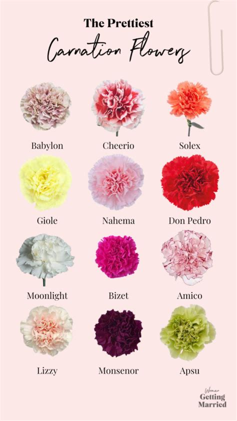 Here Is Why Carnation Flowers Are The Greatest For Weddings Weddinglovers It