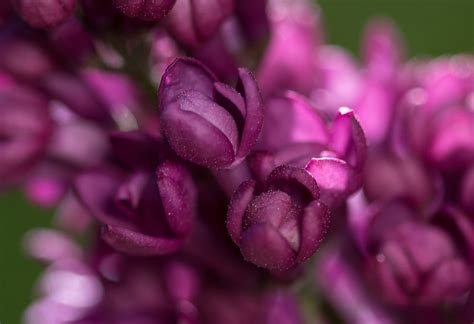 Virtual Violet Lilac - Plant Library - Pahl's Market - Apple Valley, MN