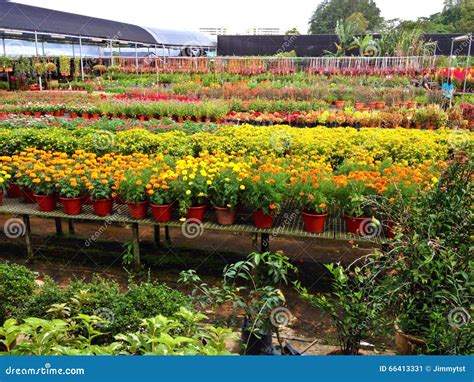 Plant Nursery Stock Image Image Of Sembawang Nursery 66413331