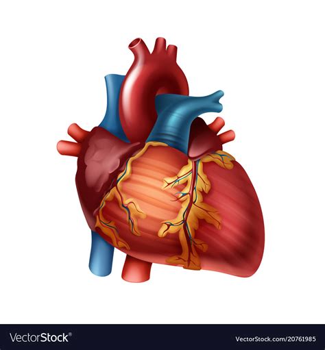 Human Heart Anatomy Royalty Free Vector Image Vectorstock