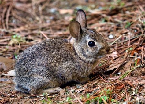 Baby Cottontail Rabbit Visiting Steve Creek Wildlife Photography