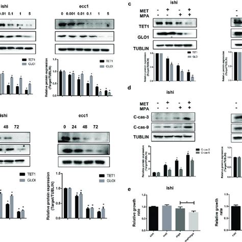Tet1 Regulates Gloi Expression In Ec Overexpression Of Tet1 Induced