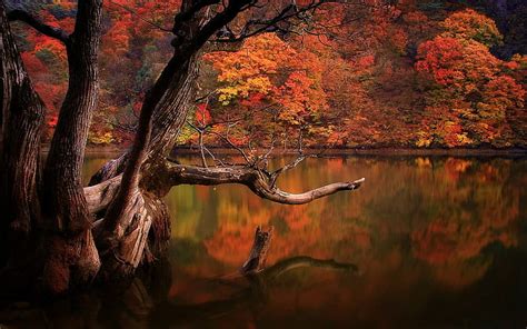 Hd Wallpaper Lake Forest Fall South Korea Sadness Nature
