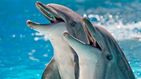 We love that you love our how to draw tutorials for kids! Facts About Dolphins For Kids | Top 15