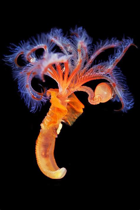 Foto Alexander Semenov Ocean Creatures Underwater Creatures Deep