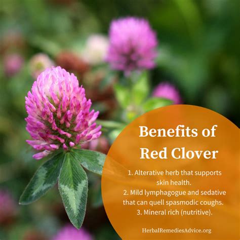 Red Clover Benefits