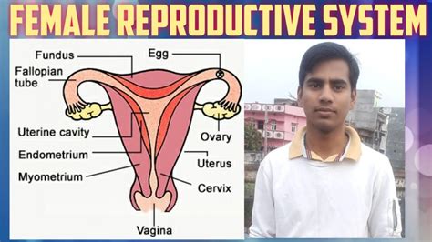 Female Reproductive System Reproduction In Female Class Th YouTube