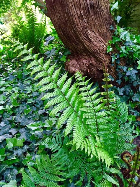 Pin By Carrie Densley On Ferns Flowers Woodland Tropical Plants And