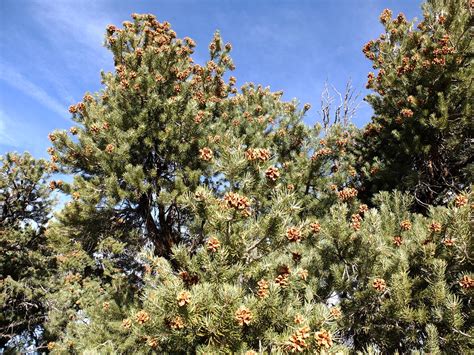The Piñon Pines — Pinus Monophylla Pinus Edulis And More Nomad