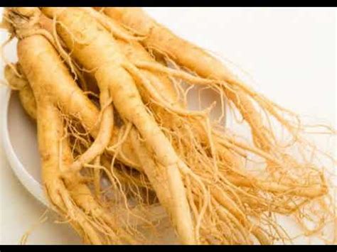 Cara membuat obat kuat tradisional dari telur bebek: SIMAKLAH INILAH DIA!! 10 Manfaat Akar Ginseng Untuk Kesehatan - YouTube