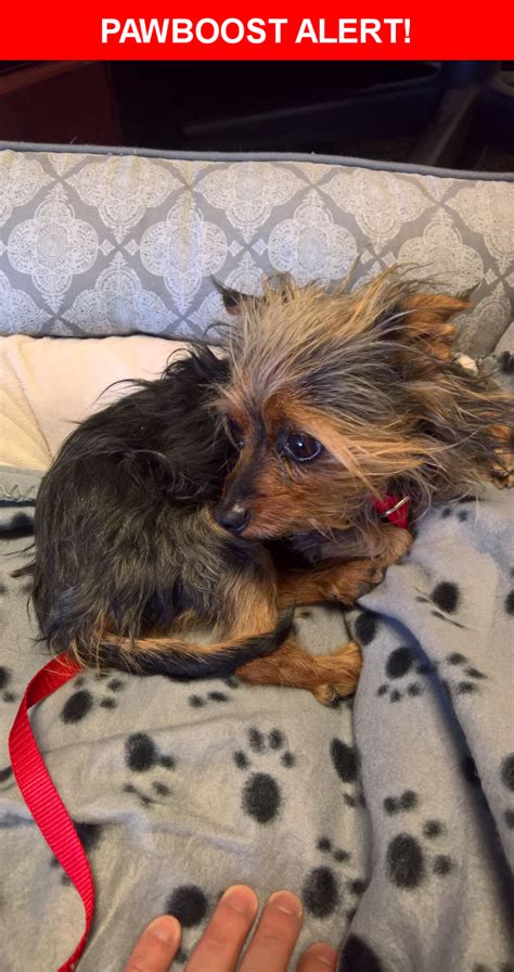 You can have a great single life in las vegas! Pin on Found Pets of Las Vegas, NV