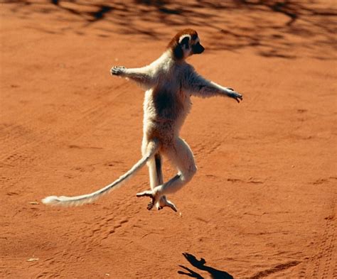 Lemur Dance 10 Amazingly Funny Pics Of Dancing Animals