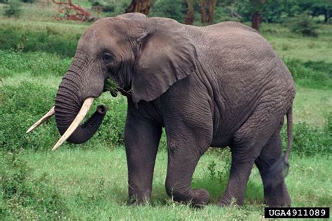 Hewan Mamalia Gajah Fermin Begeman