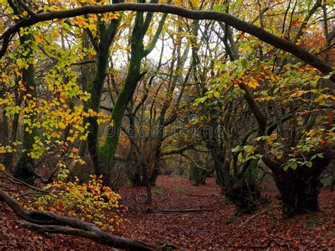 Autumn Forest In The Uk England With Spooky Trees Stock Photo Image