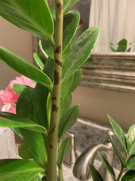 They look like small black dots and cause leaf stippling. What might be causing these black spots on my ZZ plant ...