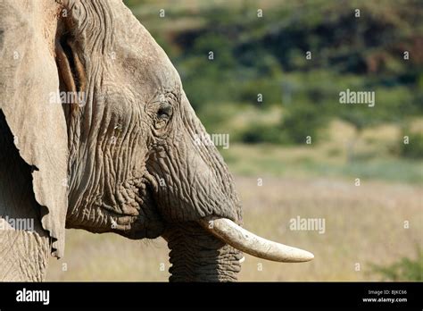 African Forest Elephant Loxodonta Cyclotis Damaraland Namibia