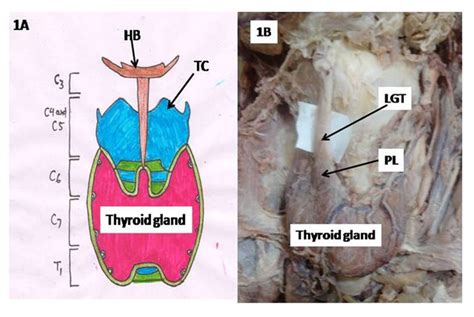 Surgical Anatomy Of Thyroid Gland A Comprehensive Review