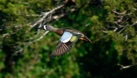 Blue Wing Teal In Flight Male Blue Wing Teal Theo Arnold Flickr