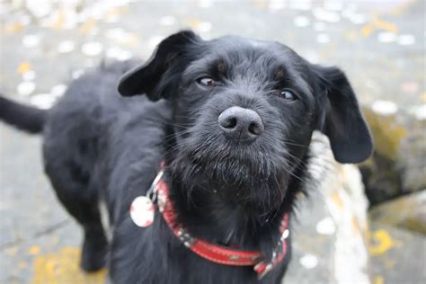 Scottish Terrier Mix Breeds 21 Of The Most Adorable W Pics
