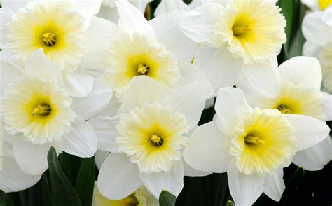 Top 999 Narcissus Flower Wallpaper Full Hd 4k Free To Use